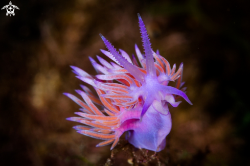 A Flabellina affinis | Flabellina nudibranch