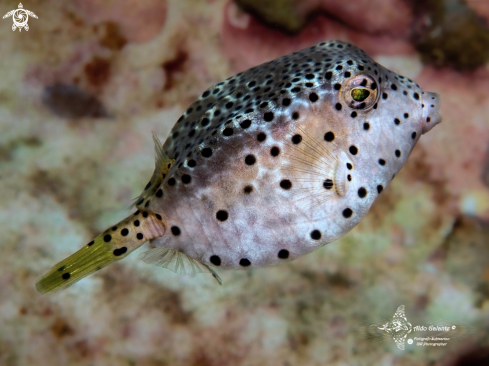 A Rhynchostracion nasus (Bloch, 1785) | Short Nose Boxfish Juvenil