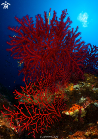 A Gorgonian