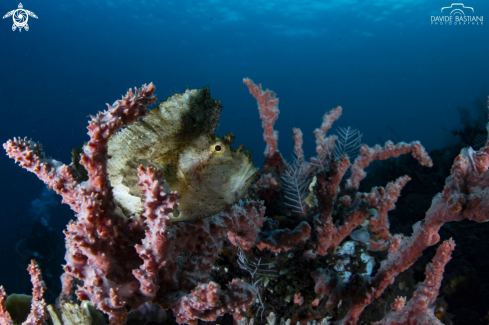 A Frog Fish