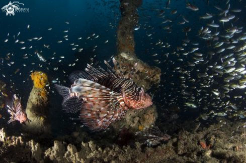 A Lion Fish