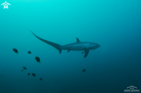 A Thresher shark