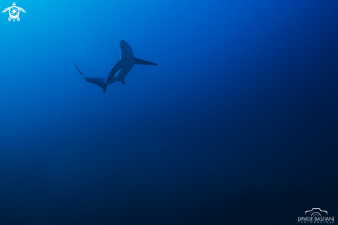 A Thresher shark