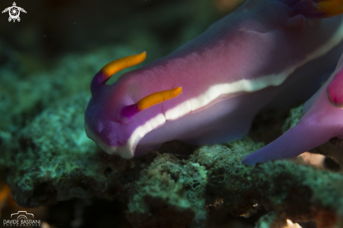 A Nudibranco