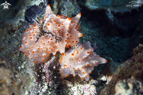 A Nudibranco