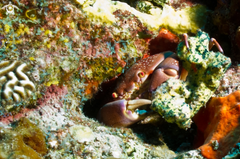 A Batwing Coral Crab