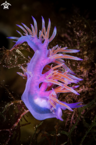 A Flabellina affinis | Flabellina rosa nudibranch