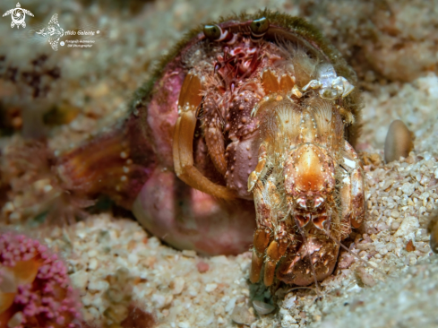 A Dardanus gemmatus (H. Milne Edwards, 1848) | Permitan Crab