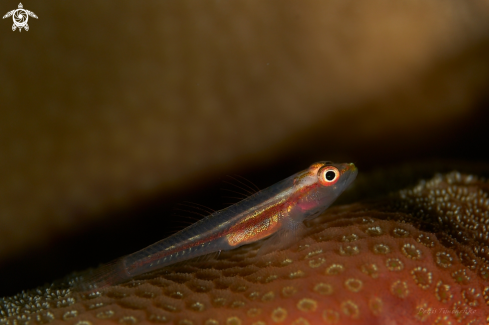 A GOBY