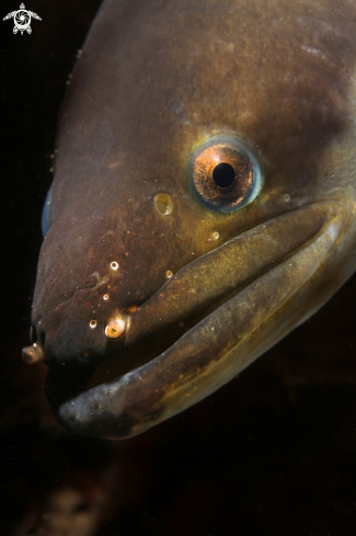 A Anguilla anguilla | European eel 