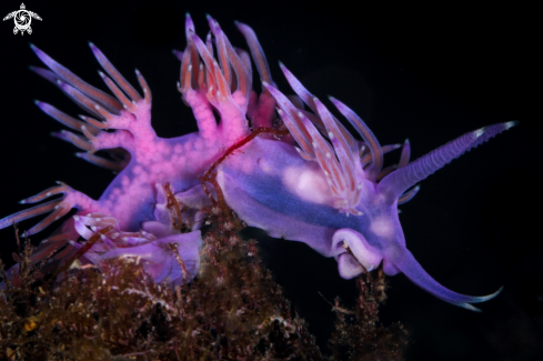 A Flabellina nudibranch