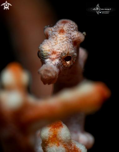 A Hippocampus bargibanti Whitley, 1970 | Pygmy Seahorse