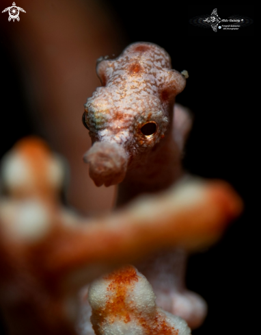 A Pygmy Seahorse