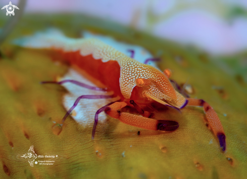 A Zenopontonia rex (Kemp, 1922)  | Emperor Shrimp