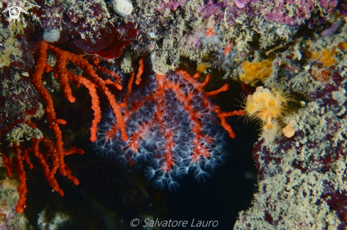 A Corallium rubrum | Corallium rubrum