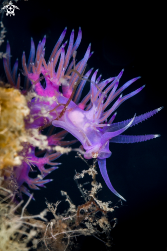 Flabellina rosa nudibranch