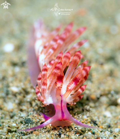 A Coryphellina sp.   | Nudibranch 