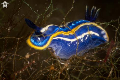 A Hypselodoris tricolor nudibranch | Tricolor nudibranch