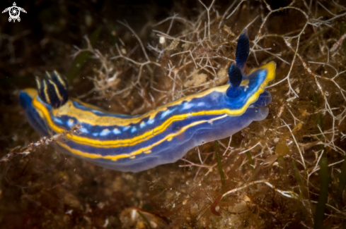 A Hypselodoris tricolor nudibranch | Hypselodoris tricolor nudibranch