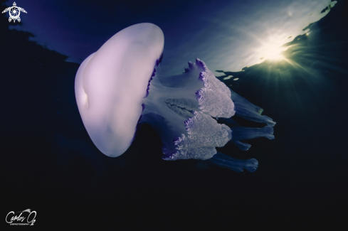 A Rhizostoma pulmo  | Barrel jellyfish