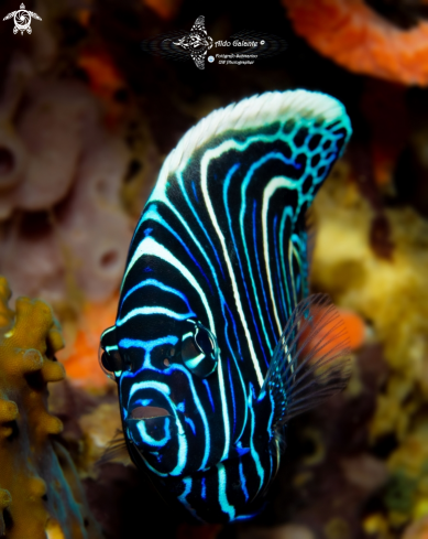 A Pomacanthus imperator (Bloch, 1787)  | Emperor Angelfish Juvenil 