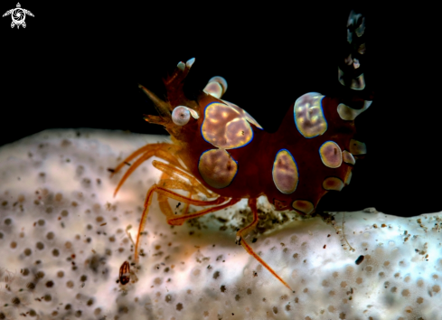 A Thor amboinensis (de Man, 1888 [in de Man, 1887-1888]) | Sexy Shrimp