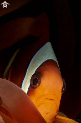 A Amphiprion frenatus | FISH