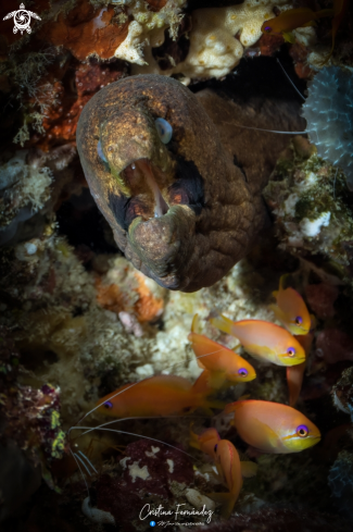 A Gymnothorax breedeni - Pseudanthias squamipinnis  | Bandit moray