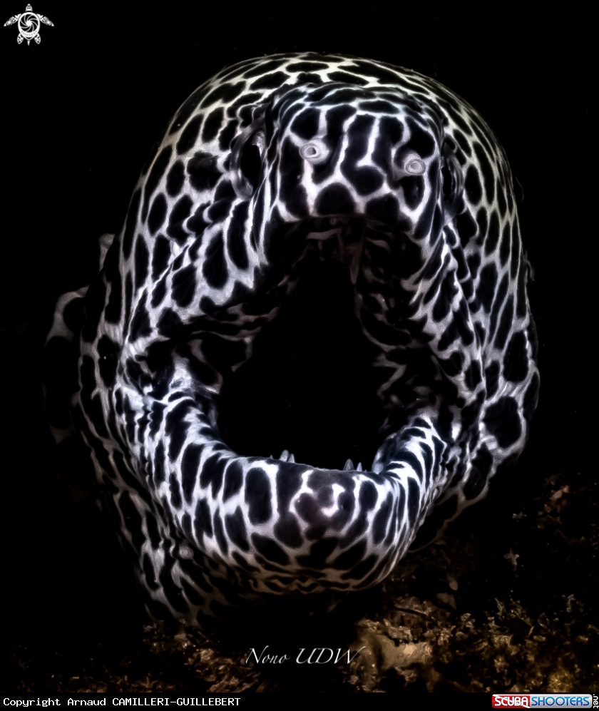 A Leopard Morrey