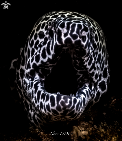 A Leopard Morrey