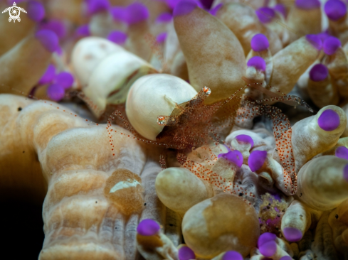 A Hamopontonia corallicola (Bruce, 1970) | Coral Shrimp