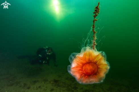 A Cyanea capillata | Lions mane jelly