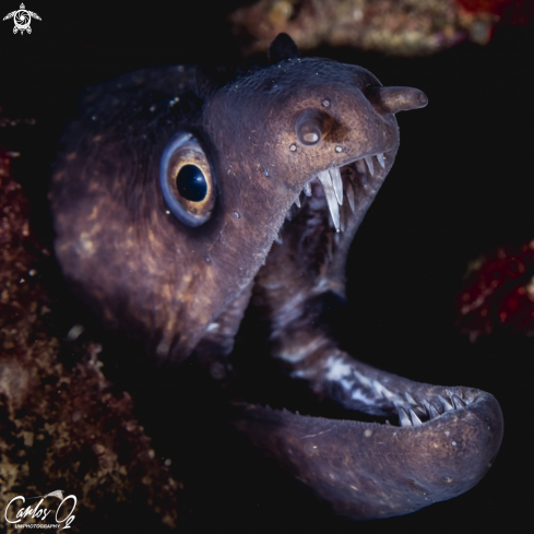 A Muraena helena | Moray eel