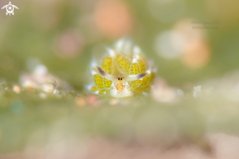 A Sheep nudi