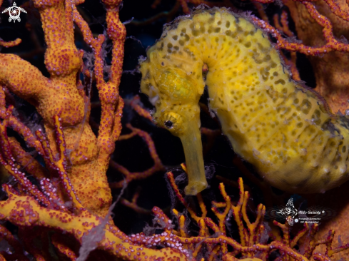 A Hippocampus comes (Cantor, 1849) | Tiger Tail Seahorse