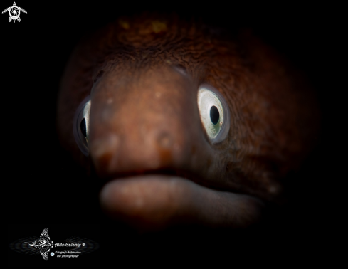 A Gymnothorax thyrsoideus (Richardson, 1845) | Moray Eel