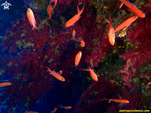 A Paramuricea Clavata  | Gorgonia Rossa 