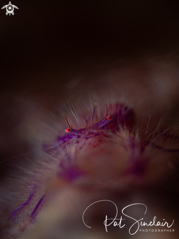 A Pink hairy squat lobster