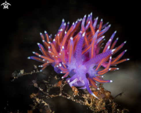 A Flabellina rosa nudibranch