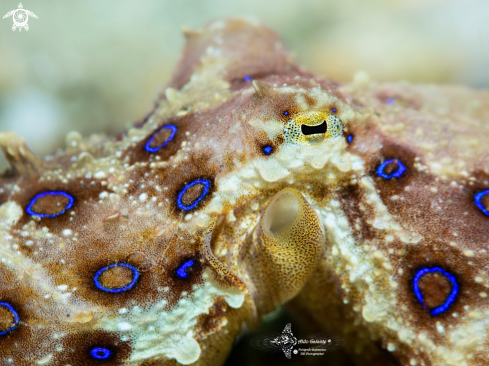 A Hapalochlaena lunulata (Quoy & Gaimard, 1832) | Blue Ring Octopus