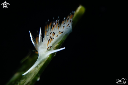 A Facelina quatrifagensis  | Nudibranch