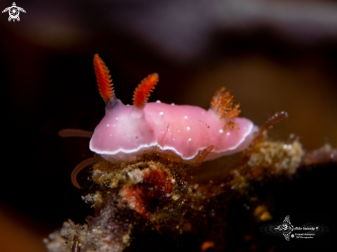 A Verconia romeri (Risbec, 1928) | Nudibranch