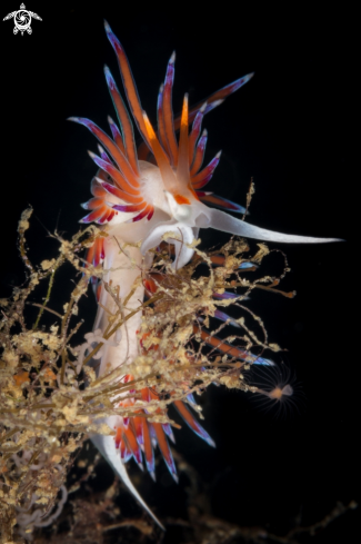 A Cratena peregrina nudibranch