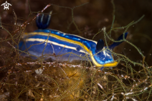 A Hypselodoris tricolor nudibranch