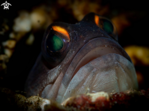 A Opistognathus randalli Smith-Vaniz, 2009 | Gold Specs Jawfish