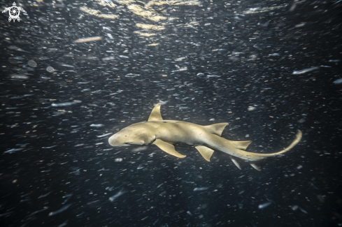 A Nurse Shark