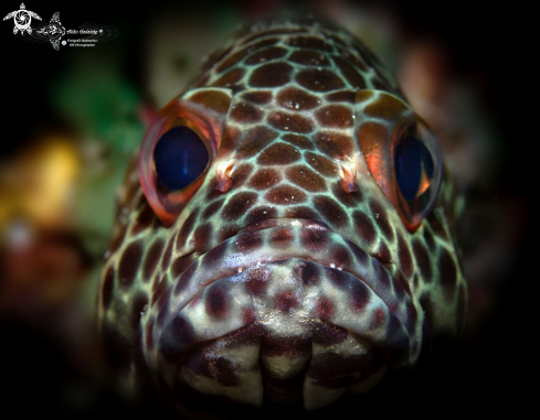 A Honeycomb Grouper