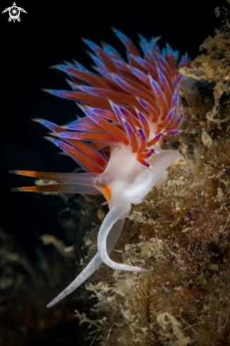 A Cratena peregrina nudibranch | Cratena peregrina nudibranch