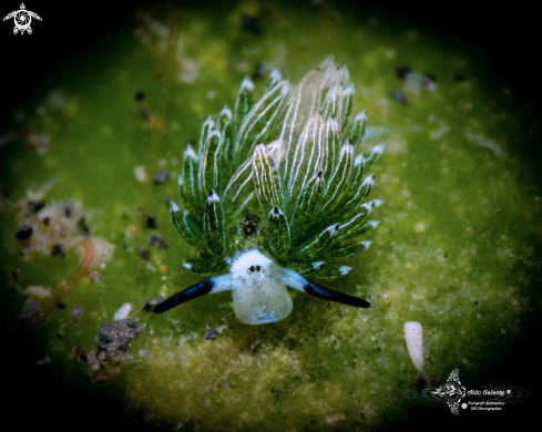 A Sheep Nudibranch