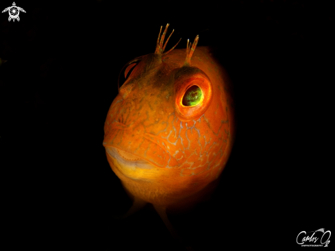 A Parablennius Pilicornis | Blenny 